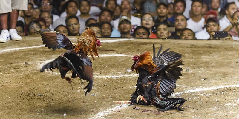 Đá Gà Thomo Là Gì? Xem Chọi Gà Ở Đâu Uy Tín Nhất Hiện Nay? - hình ảnh - mcktyyhywz.top Đá Gà Thomo Là Gì? Xem Chọi Gà Ở Đâu Uy Tín Nhất Hiện Nay? - hình ảnh - mcktyyhywz.top