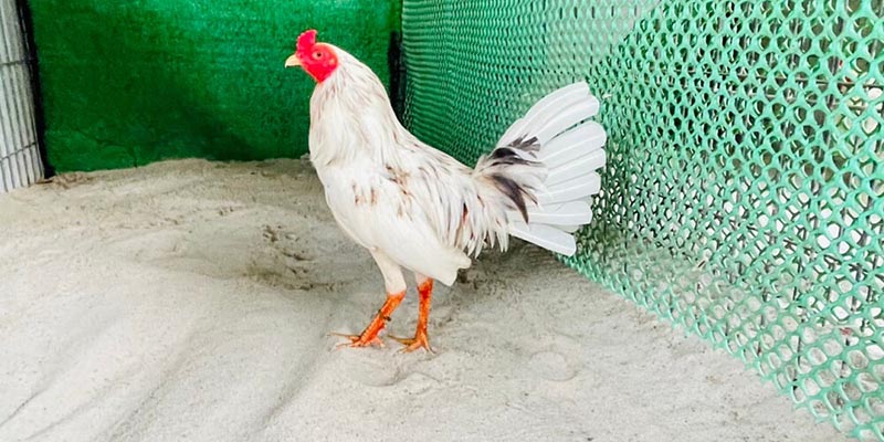 Gà Bướm Là Gì? Dòng Chiến Kê Này Có Mệnh Gì? - hình ảnh - mcktyyhywz.top Gà Bướm Là Gì? Dòng Chiến Kê Này Có Mệnh Gì? - hình ảnh - mcktyyhywz.top
