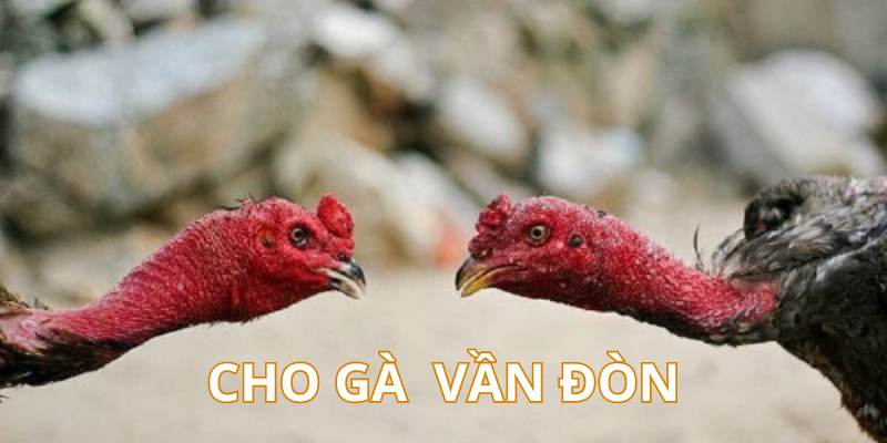 Cách Nuôi Gà Chọi Chuẩn Từ Cao Thủ – Cẩm Nang Mới Nhất - hình ảnh - mcktyyhywz.top