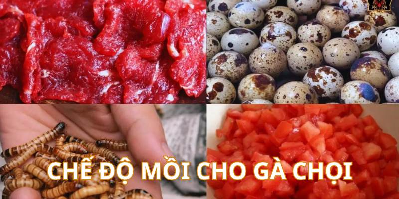Cách Nuôi Gà Chọi Chuẩn Từ Cao Thủ – Cẩm Nang Mới Nhất - hình ảnh - mcktyyhywz.top