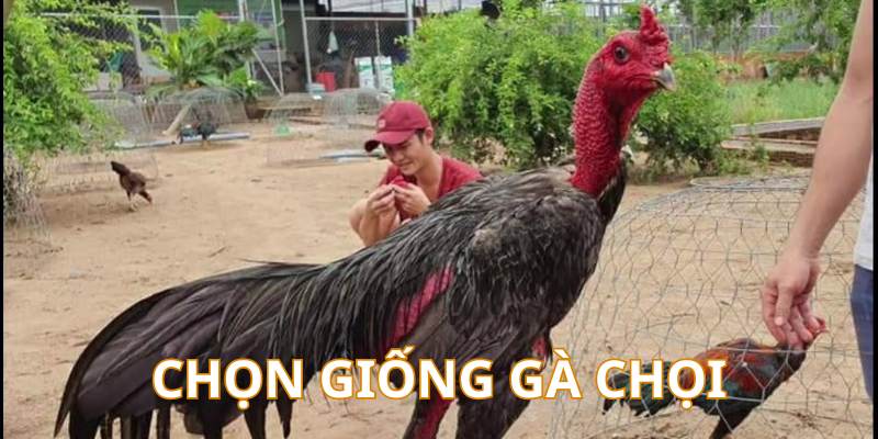 Đá Gà Hi88 - Hi88 - hình ảnh - mcktyyhywz.top