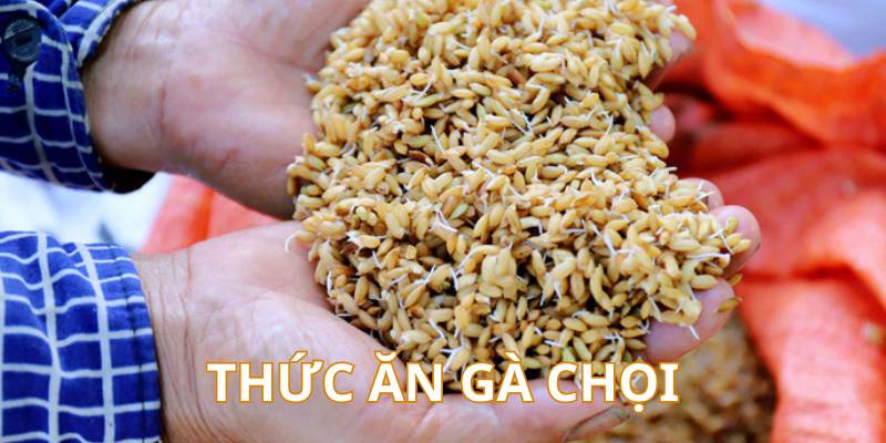 Cách Nuôi Gà Chọi Chuẩn Từ Cao Thủ – Cẩm Nang Mới Nhất - hình ảnh - mcktyyhywz.top