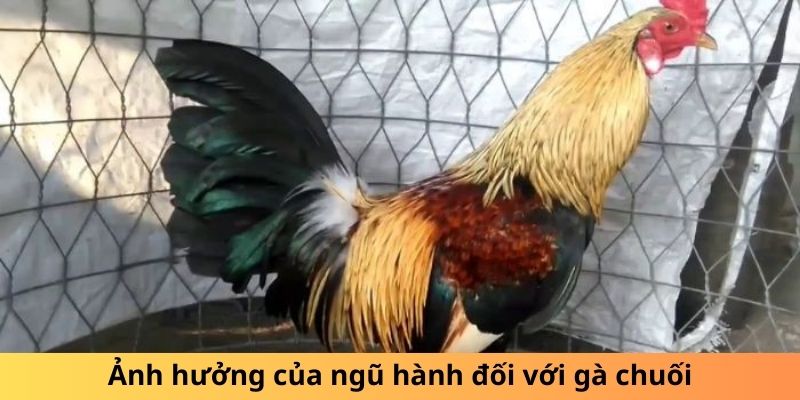 Gà Chuối Là Gì? Sự Thật Thú Vị Về Loài Gà Độc Đáo - hình ảnh - mcktyyhywz.top Gà Chuối Là Gì? Sự Thật Thú Vị Về Loài Gà Độc Đáo - hình ảnh - mcktyyhywz.top