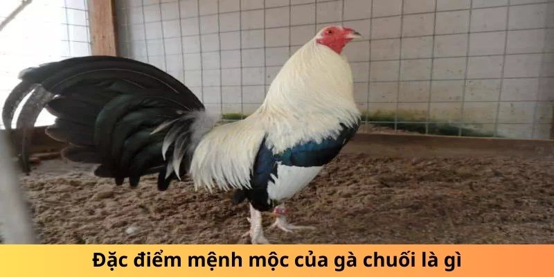 Gà Chuối Là Gì? Sự Thật Thú Vị Về Loài Gà Độc Đáo - hình ảnh - mcktyyhywz.top Gà Chuối Là Gì? Sự Thật Thú Vị Về Loài Gà Độc Đáo - hình ảnh - mcktyyhywz.top