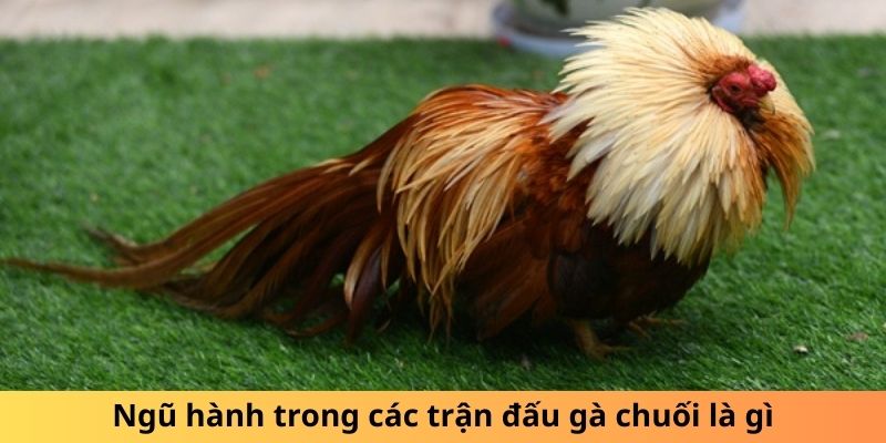 Gà Chuối Là Gì? Sự Thật Thú Vị Về Loài Gà Độc Đáo - hình ảnh - mcktyyhywz.top Gà Chuối Là Gì? Sự Thật Thú Vị Về Loài Gà Độc Đáo - hình ảnh - mcktyyhywz.top