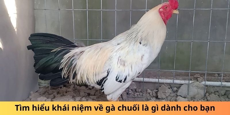 Đá Gà Hi88 - Hi88 - hình ảnh - mcktyyhywz.top