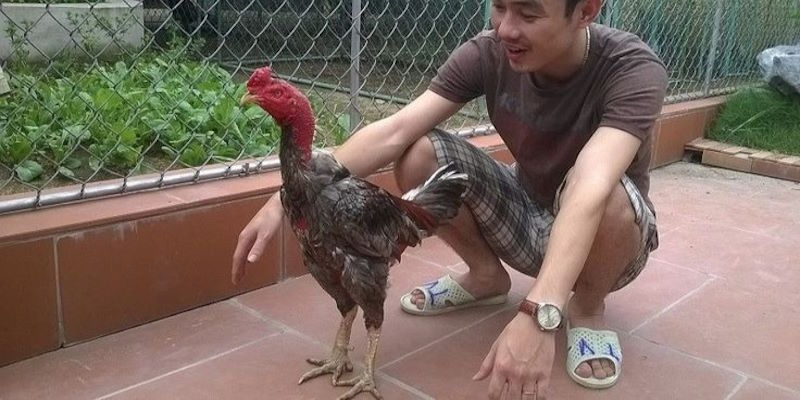 Gà Xám Là Gì? Thực Hư Câu Chuyện Chiến Kê Hùng Dũng - hình ảnh - mcktyyhywz.top Gà Xám Là Gì? Thực Hư Câu Chuyện Chiến Kê Hùng Dũng - hình ảnh - mcktyyhywz.top