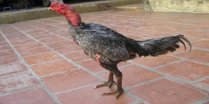 Gà Xám Là Gì? Thực Hư Câu Chuyện Chiến Kê Hùng Dũng - hình ảnh - mcktyyhywz.top Gà Xám Là Gì? Thực Hư Câu Chuyện Chiến Kê Hùng Dũng - hình ảnh - mcktyyhywz.top