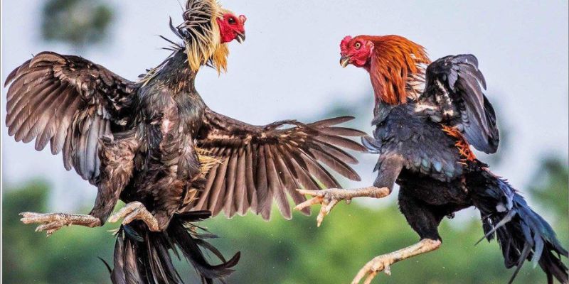 Vảy Gà Án Thiên Những Điều Cần Biết Dành Cho Kê Thủ - hình ảnh - mcktyyhywz.top Vảy Gà Án Thiên Những Điều Cần Biết Dành Cho Kê Thủ - hình ảnh - mcktyyhywz.top